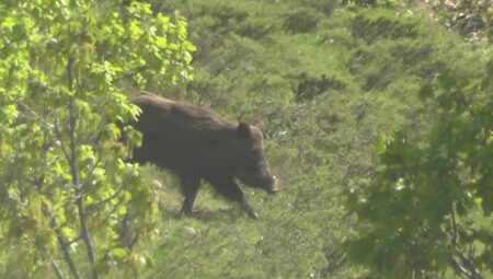 Acil durumlarda yırtıcı hayvanları vurmak hür hale geldi