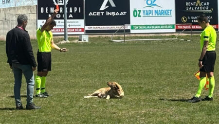 Amatör maçta hakem alana giren köpeği kırmızı kart gösterip dışarı çıkardı