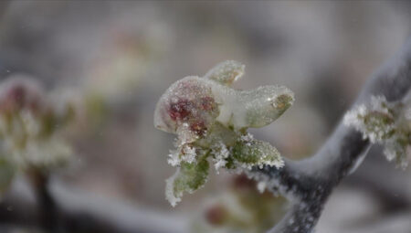 Bakanlık harekete geçti! Zirai don sonrası kıymetlendirme toplantısı yapıldı