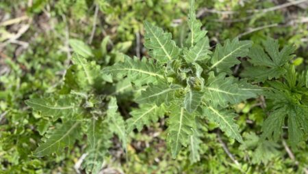 Bu bitkiye dikkat! 8 çocuk zehirlendi: Halüsinasyon, nöbet, taşikardi…