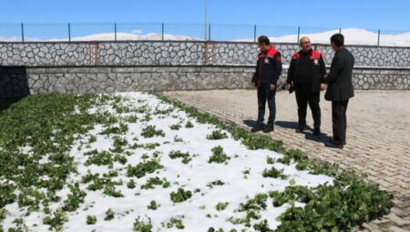 Erzincan ve ilçelerini zirai don vurdu