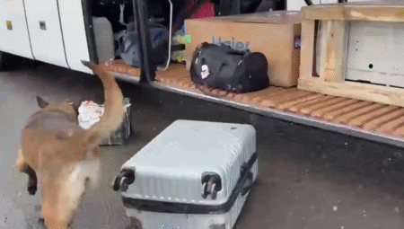 Erzurum’da yolcu otobüsünde 4 kilo sentetik uyuşturucu yakalandı: 1 kişi tutuklandı