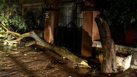 Fatih’te şiddetli rüzgar nedeniyle ağaçlar devrildi
