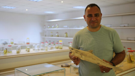 Halk panik olmuştu! Antalya ve Muğla kıyılarında görülen köpek balıklarıyla ilgili uzmanlardan açıklama