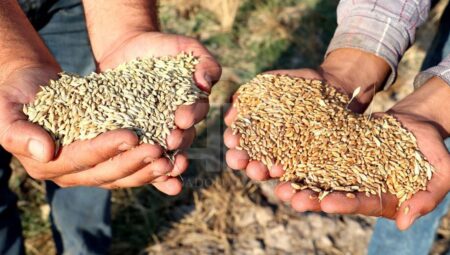 Irak’tan Suriye’ye 250 bin tonluk buğday yardımı