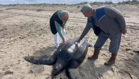 Kuşağı tükenmek üzereydi… Dev deri sırtlı kaplumbağa Sakarya’da kıyıya vurdu