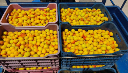 Mersin’de kayısı dönemi açıldı! Kilosu 500 TL’den satıldı