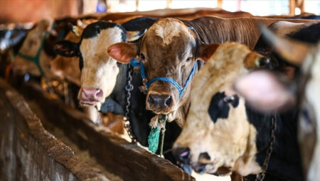 Son dakika: Diyanet açıkladı! Vekaletle kurban kesim bedeli aşikâr oldu