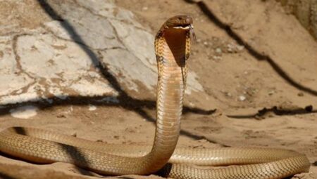 18 yıl boyunca kendine yılan zehri enjekte eden adam bağışıklık kazandı