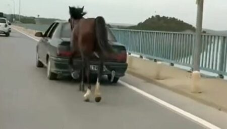 Atı arabaya bağlayarak trafiğe çıktı, cezası kesildi