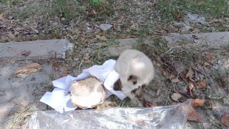 Çöp kutusundaki kafatasının sırrı çözüldü: 31 yıl yanında taşımış, karısı koyacak yer bulamayınca çöpe atmış