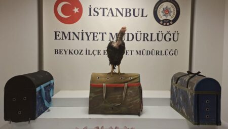 İstanbul’da horoz dövüştüren 21 bireye 194 bin 187 lira ceza uygulandı