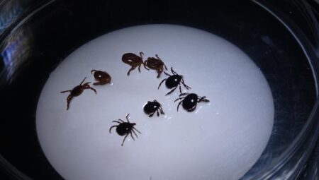 Kene kabusu geri döndü! 8 bireye teşhis koyuldu bir kişi hayatını kaybetti