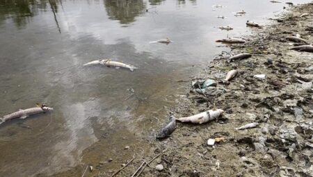 Kızılırmak’ta şok eden av yöntemi! Elektrik akımı ile balık katliamı: 2 kişi suçüstü yakalandı