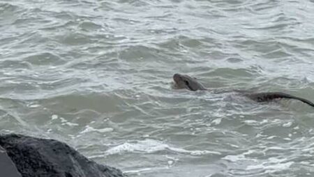 Tekirdağ kıyılarında görüntülendi! Vatandaş çabucak telefona sarıldı