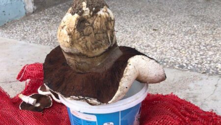 Uzaktan bakınca taş sandı, gerçeği fark edince şaştı kaldı! Tam bir kilogram çıktı