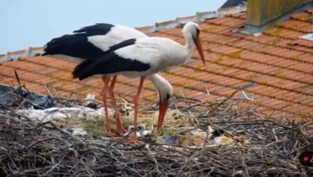 Yaren ve Nazlı leyleğin 2 yavrusu oldu: 2 yavrunun daha yumurtadan çıkması bekleniyor