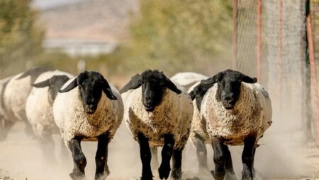 Yeni Zelanda’da kişi başına 4,5 koyun düşüyor