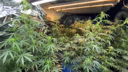 YouTube’dan görüntü izleyerek öğrendi, 5. kattaki meskenini uyuşturucu serasına çevirdi!