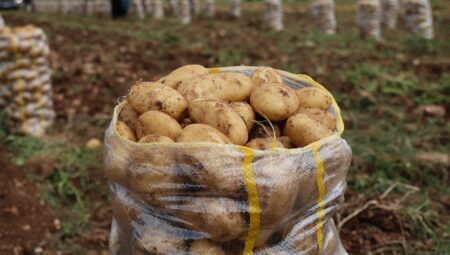 Yurt dışından gelen 2 bin tondan fazla patates virüslü çıktı: Hepsi geri gönderildi
