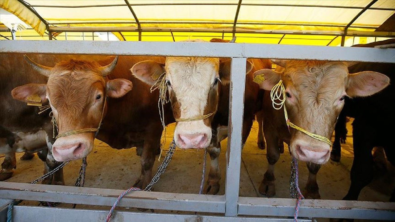 Bayram öncesi dikkat çeken tablo: 4 kurbanlıktan 1’i markette satılıyor