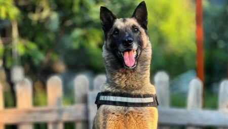 Birçok hayatı kurtarmıştı… Kahraman köpek ‘Bob’ öldü