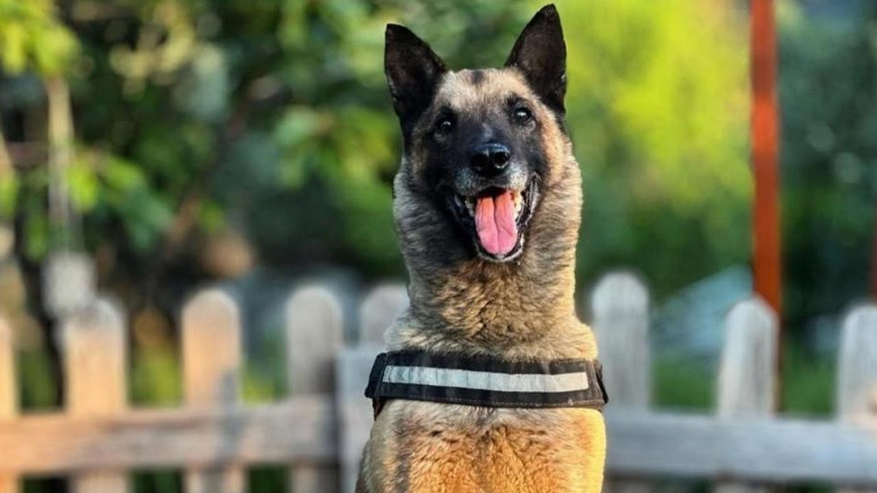 Birçok hayatı kurtarmıştı… Kahraman köpek ‘Bob’ öldü
