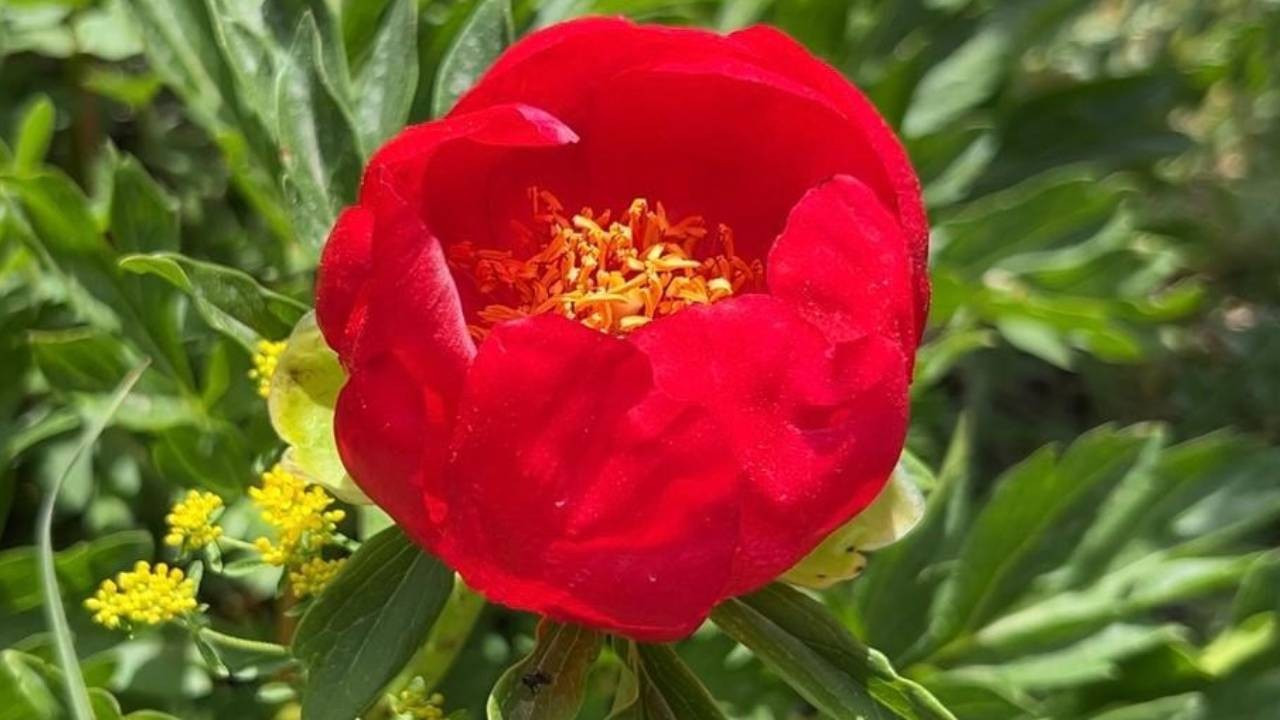 :Bu çiçeği koparmanın cezası 550 bin TL! Çok özel bir cins