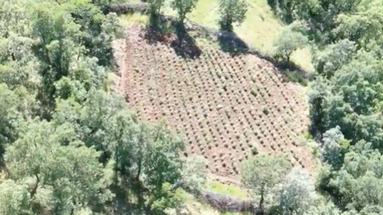 Diyarbakır’da 3 milyon 476 bin kök kenevir ve skunk ele geçirildi