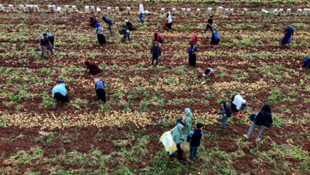 Günde 300 ton patates taşıyorlar, ayda 100 bin lira kazanıyorlar!