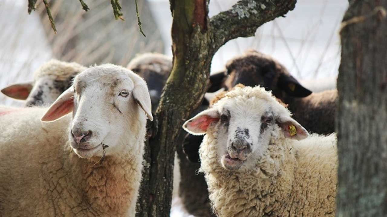 İBB, Kurban Bayramı için 4 noktada satış ve kesim hizmeti sunacak
