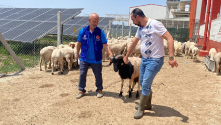 Cumhurbaşkanı Erdoğan’ın bağışladığı 2 kurbanlık Konya’da kesildi