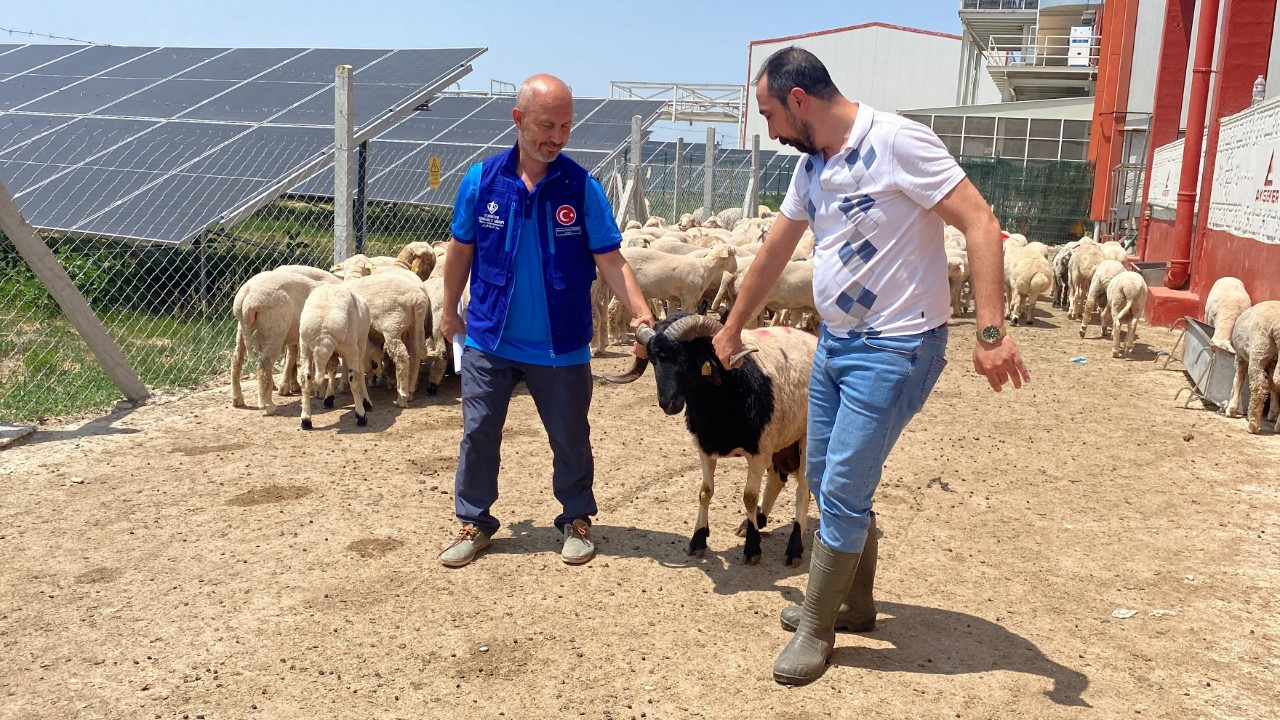 Cumhurbaşkanı Erdoğan’ın bağışladığı 2 kurbanlık Konya’da kesildi
