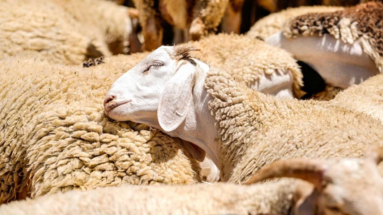 Kurban Bayramı’nda 3 milyon 330 bin hayvan kesildi
