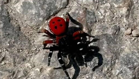 Uğur böceği üzere görünüyor, çok tehlikeli!